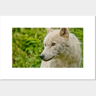 Arctic Wolf Posters and Art